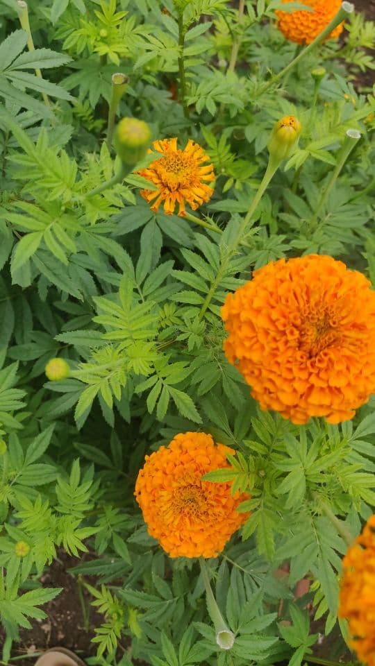 Buy Marigold Online - Quality Agricultural Products Marigold - fresh fruits | MahaAgri.AI