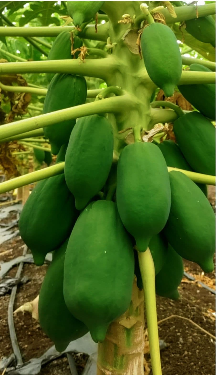 Buy Papaya Online - Quality Agricultural Products Papaya - fresh fruits | MahaAgri.AI