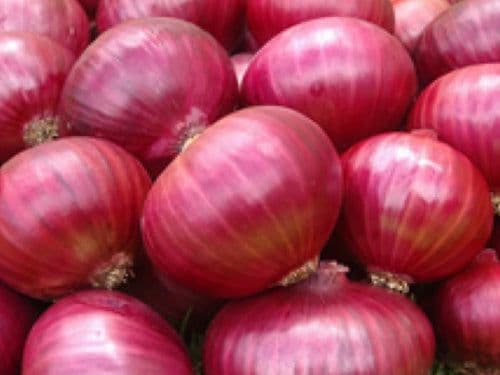 Buy Onion Online - Quality Agricultural Products Onion - Farmers Marketplace | MahaAgri.AI