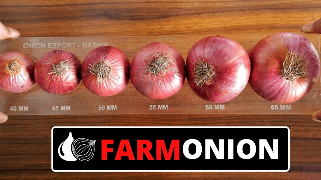 onion by AAG ONION SUPPLIER'S onion - Buy Farmers Marketplace Online in India at MahaAgri