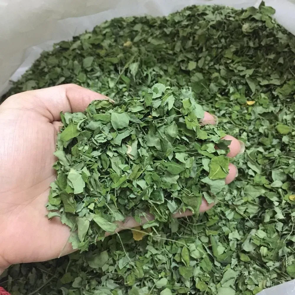 Buy Dried Moringa Leaves/Shevga sukavlele pan/ सूखे मोरिंगा पत्ते Online - Quality Agricultural Products Dried Moringa Leaves/Shevga sukavlele pan/ सूखे मोरिंगा पत्ते - Farmers Marketplace | MahaAgri.AI