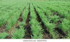 Chana, wheat , cotton, soybean,Pigeon Pea,Sorghum by Vaibhav Ganesh Chalak Chana, wheat , cotton, soybean,Pigeon Pea,Sorghum - Buy Farmers Marketplace Online in India at MahaAgri