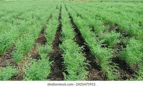 Vaibhav Ganesh Chalak logo - Agricultural Supplier in India