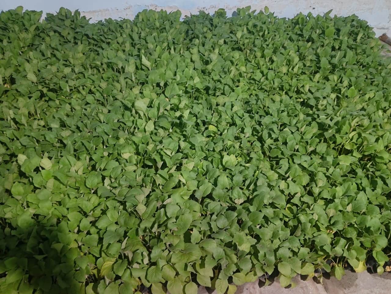 A1 quality मिरची, chilli by Ram gaikwad A1 quality मिरची, chilli - Buy Farmers Marketplace Online in India at MahaAgri