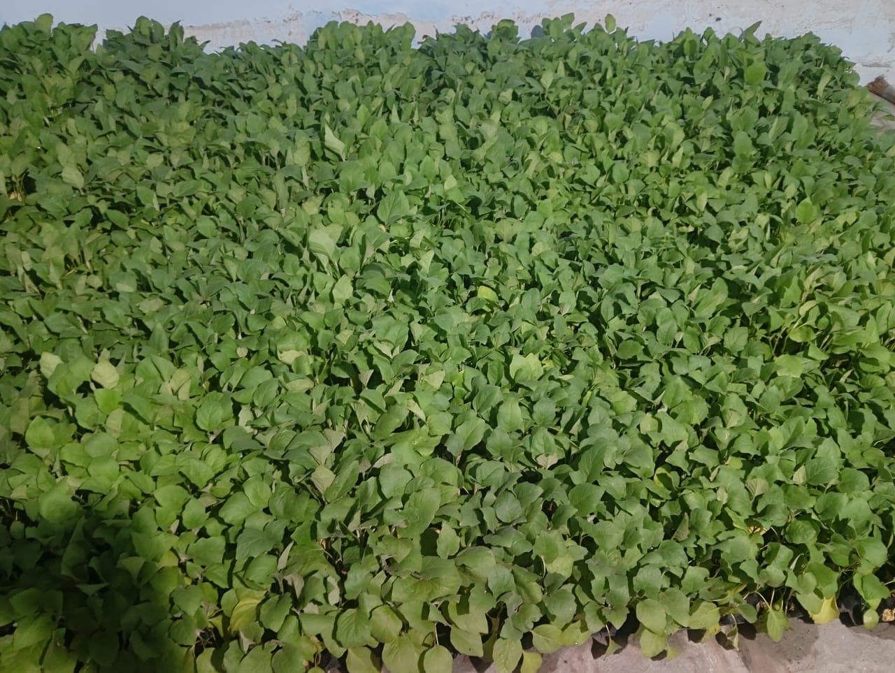 Buy A1 quality मिरची, chilli Online - Quality Agricultural Products A1 quality मिरची, chilli - Farmers Marketplace | MahaAgri.AI