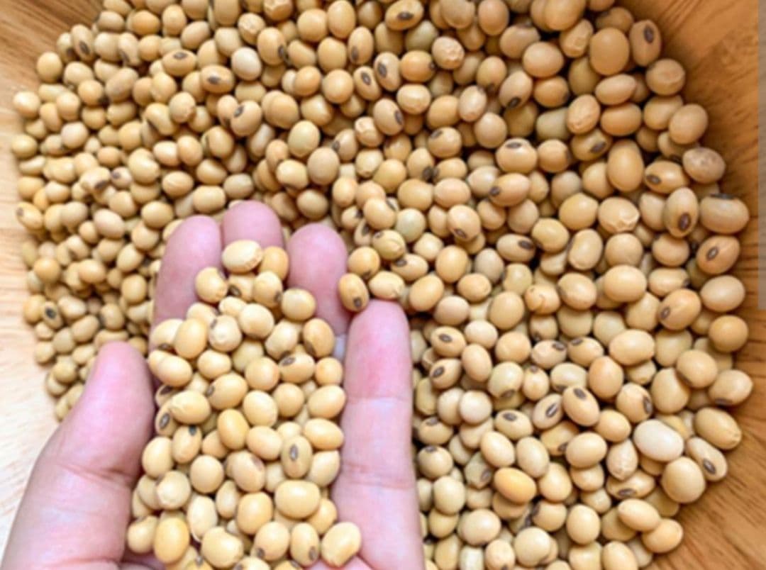 Buy Soyabean Online - Quality Agricultural Products Soyabean - Farmers Marketplace | MahaAgri.AI