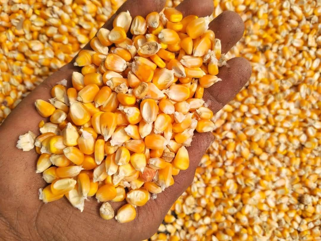 Buy Yellow Maize Online - Quality Agricultural Products Yellow Maize - Farmers Marketplace | MahaAgri.AI